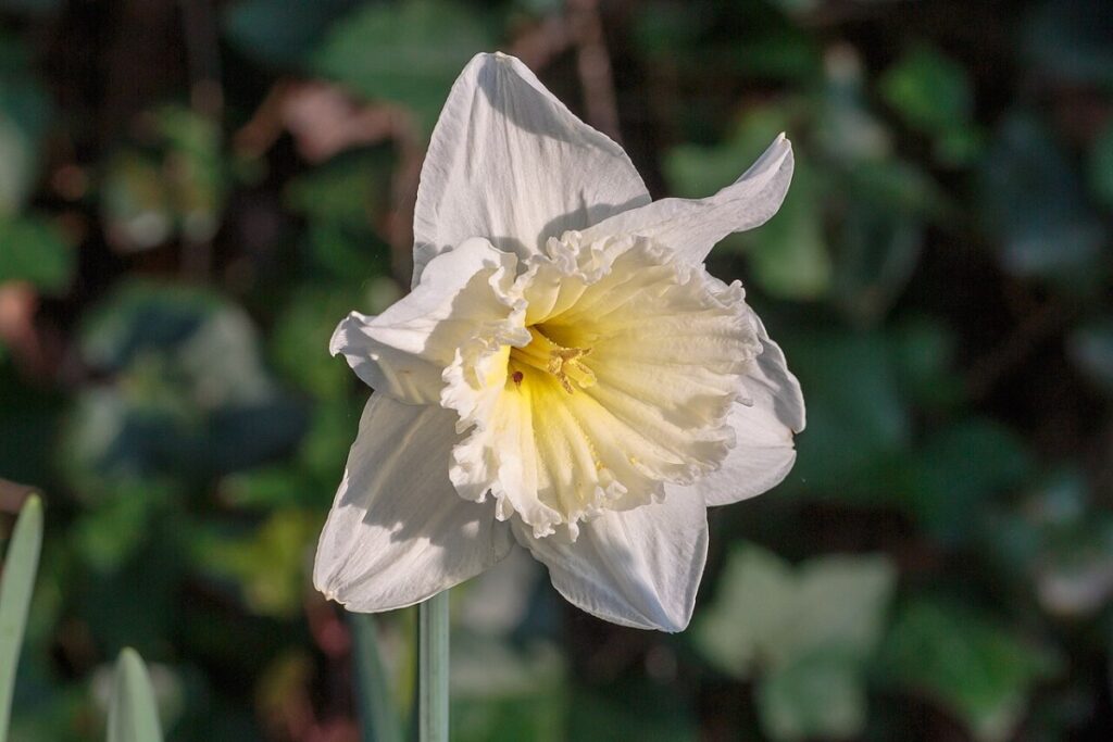 Narzisse (Narcissus) — Pflanzenfoto