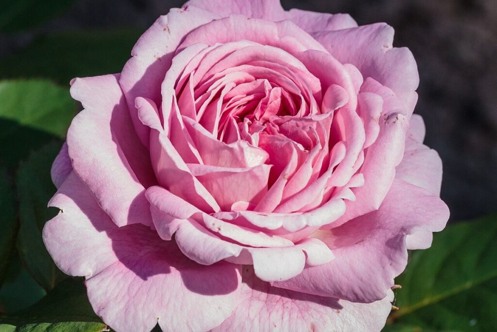 Rose (Rosa) — Pflanzenfoto