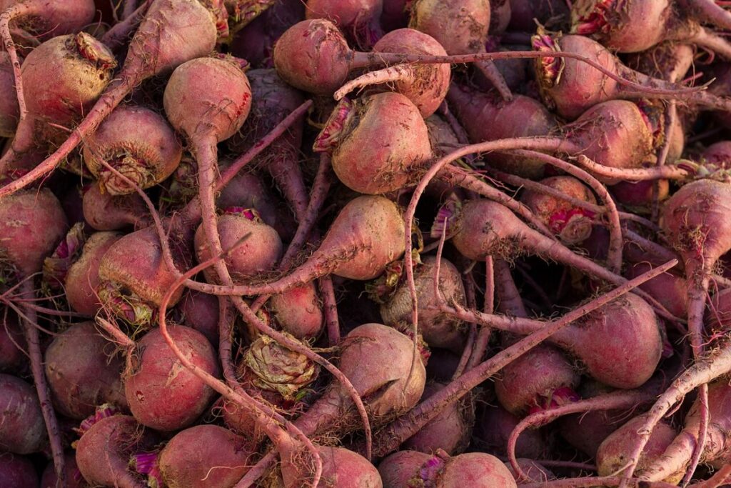 Rote Bete (Beta vulgaris) — Pflanzenfoto