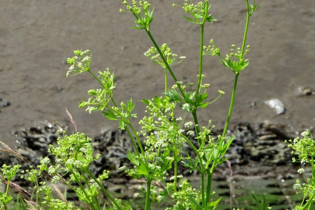 Sellerie (Apium graveolens) — Pflanzenfoto