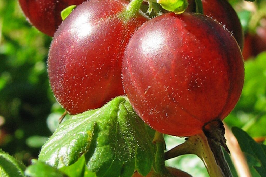 Stachelbeere (Ribes uva-crispa) — Pflanzenfoto