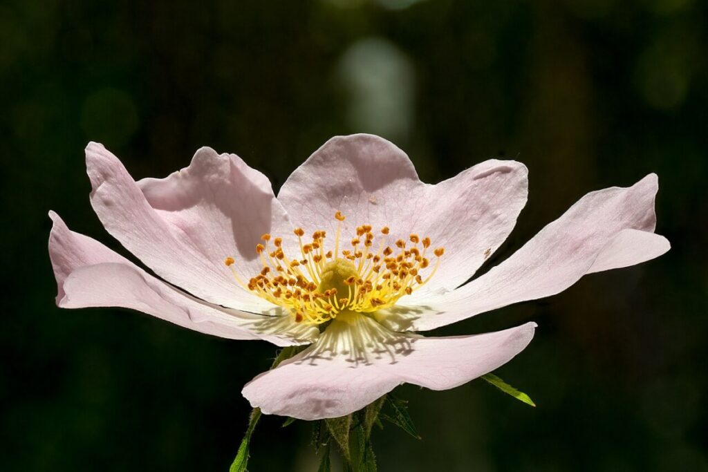 Strauchrose Wildform (Rosa canina) — Pflanzenfoto