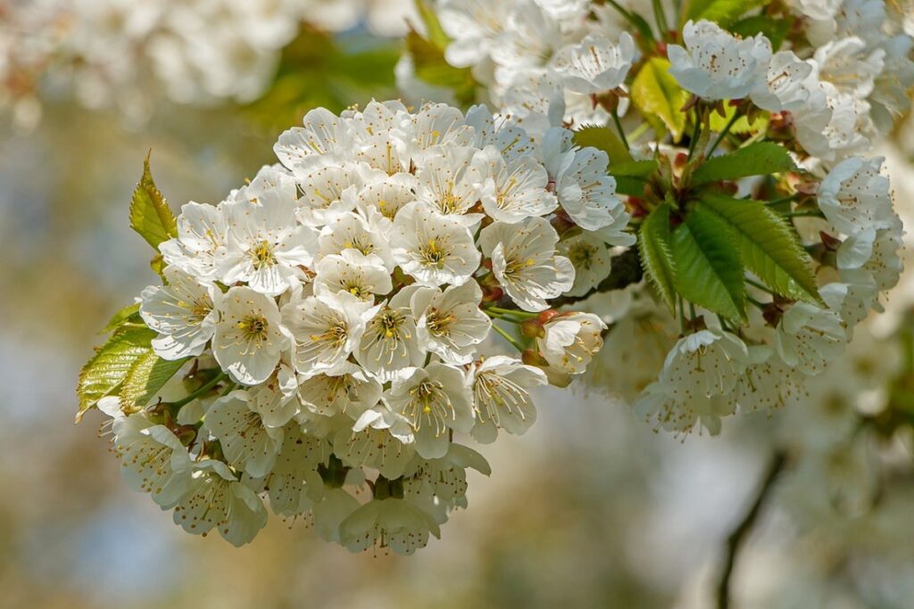Süßkirschbaum (Prunus avium) — Pflanzenfoto