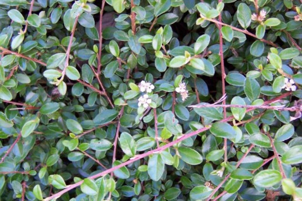 Teppichmispel (Cotoneaster horizontalis) — Pflanzenfoto