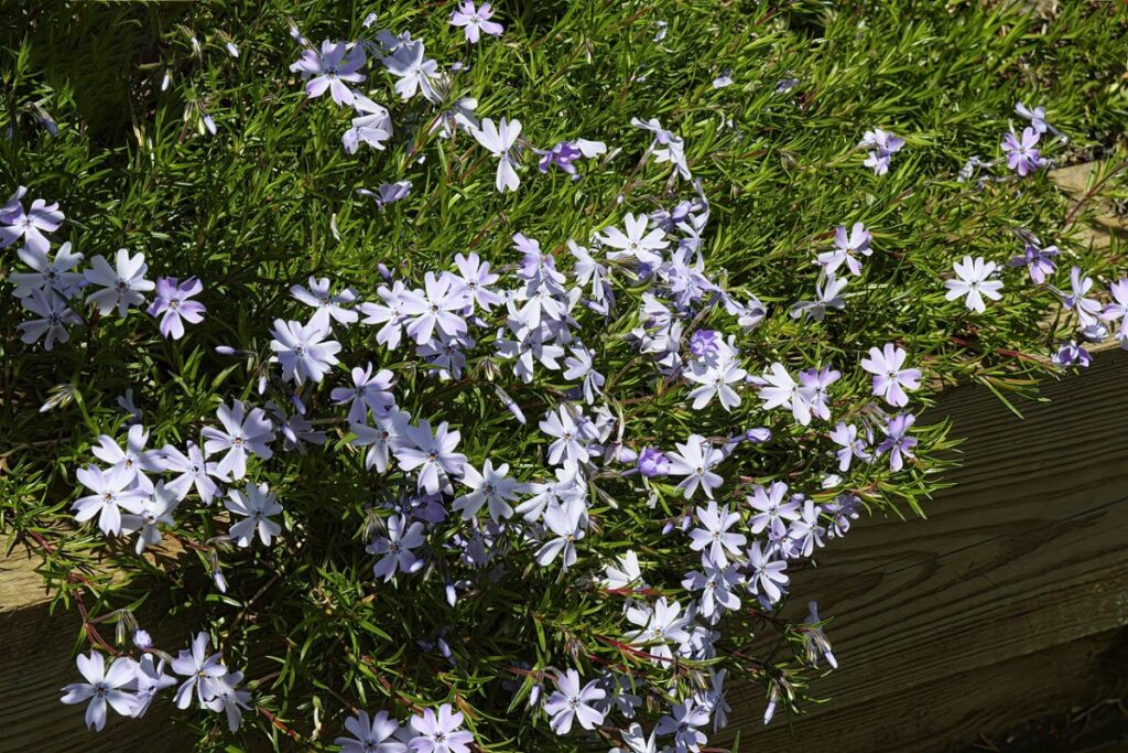 Teppichphlox (Phlox subulata) — Pflanzenfoto