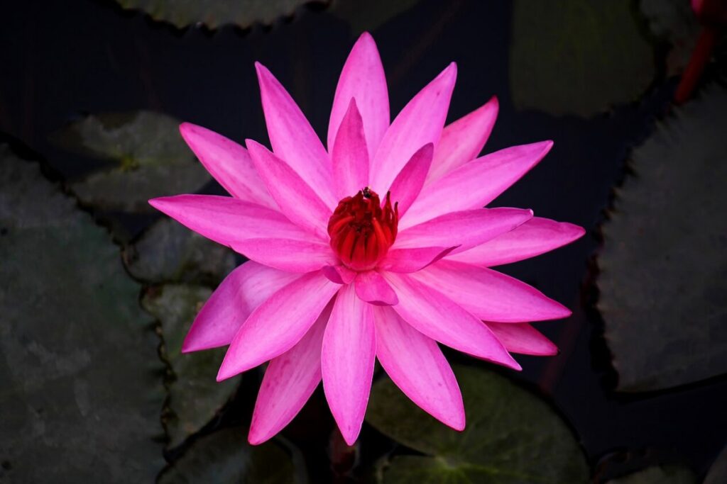Tigerlotus (Nymphaea lotus) — Pflanzenfoto