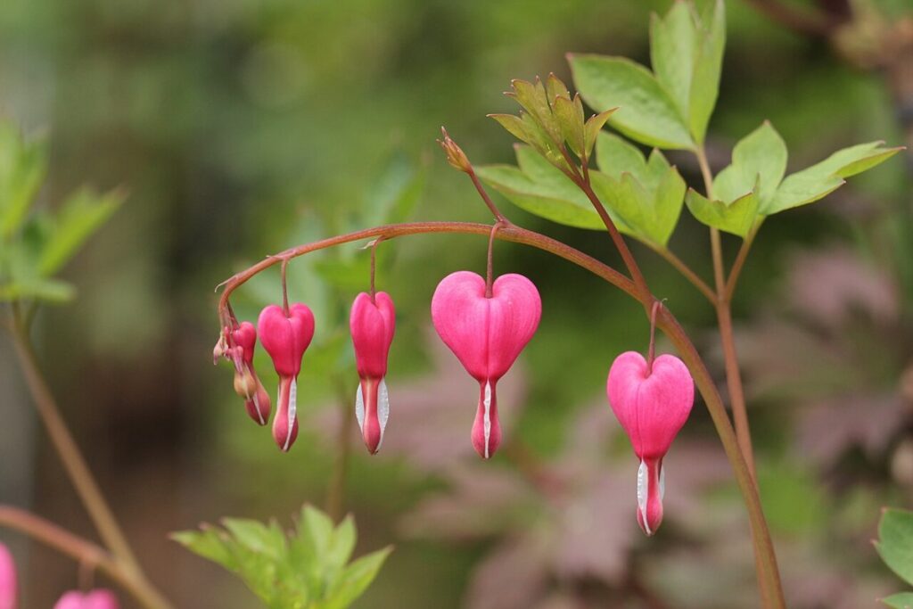 Tränendes Herz (Dicentra spectabilis) — Pflanzenfoto