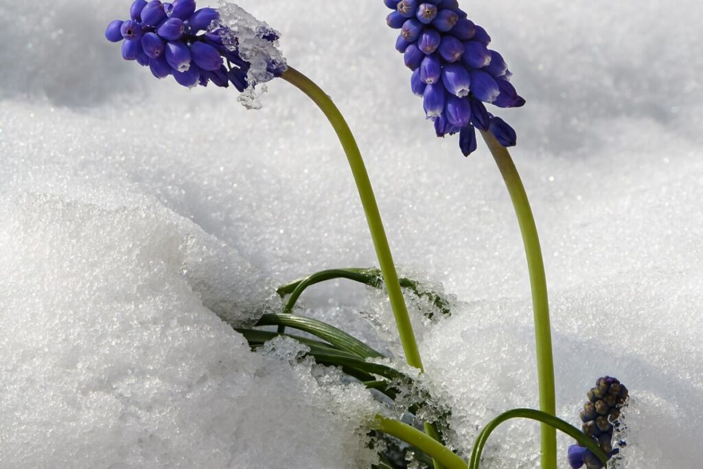 Traubenlilie (Muscari armeniacum) — Pflanzenfoto