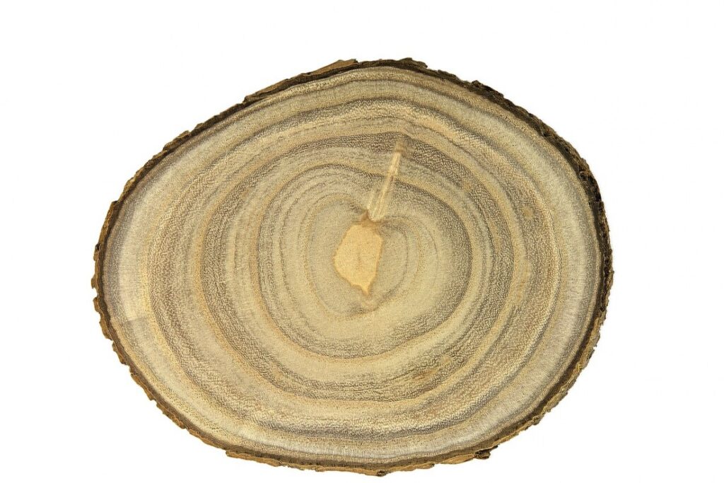 Trompetenbaum (Catalpa bignonioides) — Pflanzenfoto