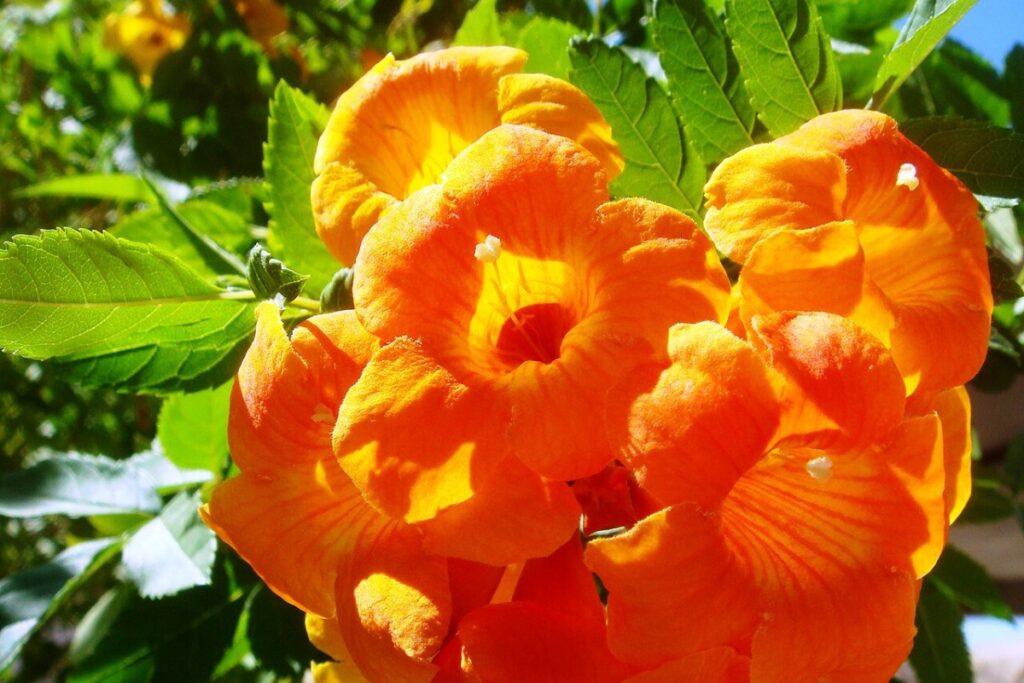 Trompetenwinde (Campsis radicans) — Pflanzenfoto