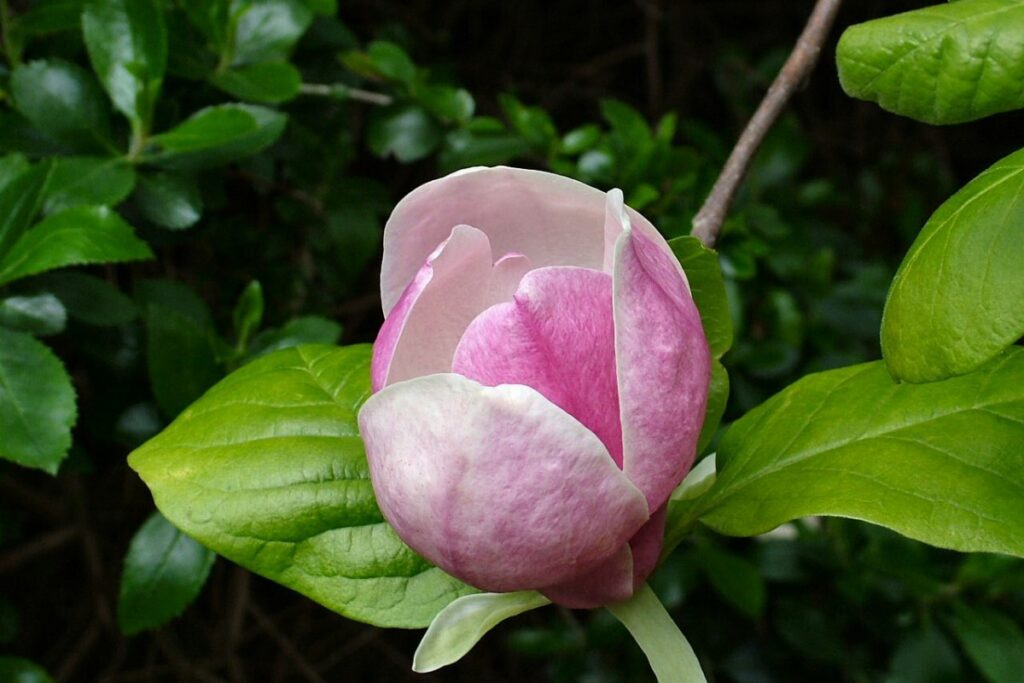 Tulpenmagnolie (Magnolia × soulangeana) — Pflanzenfoto
