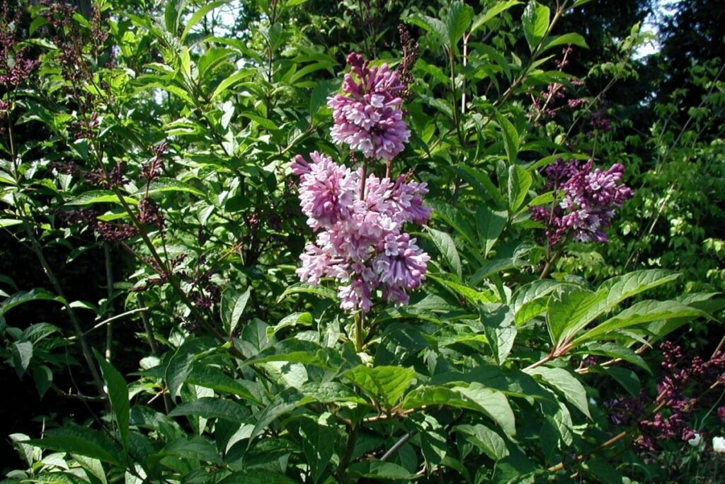 Ungarischer Flieder (Syringa josikaea) — Pflanzenfoto