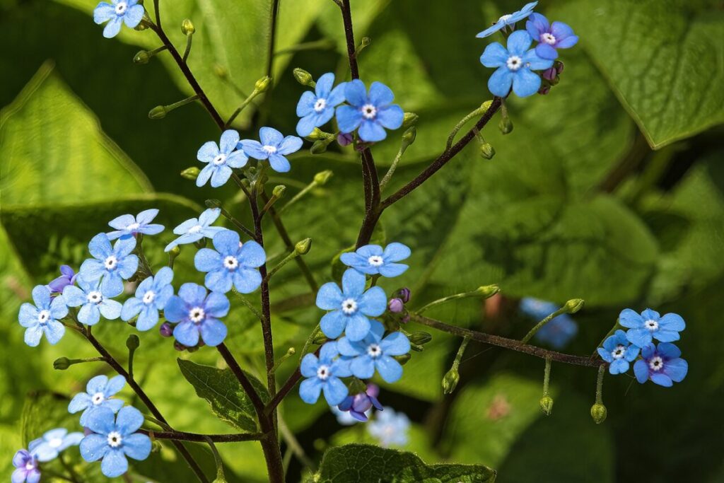 Vergissmeinnicht Kaukasus (Brunnera macrophylla) — Pflanzenfoto