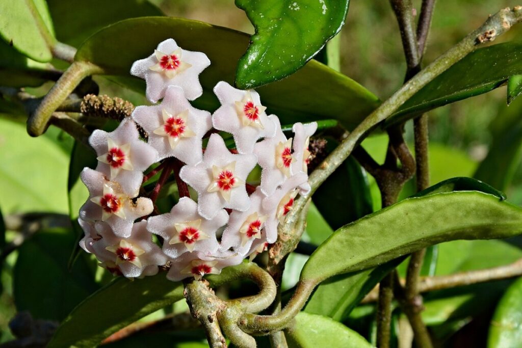 Wachsblume (Hoya carnosa) — Pflanzenfoto