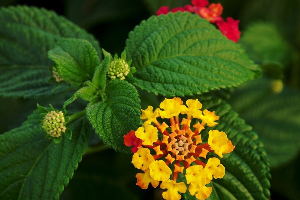 Wandelröschen Stamm (Lantana camara) — Pflanzenfoto