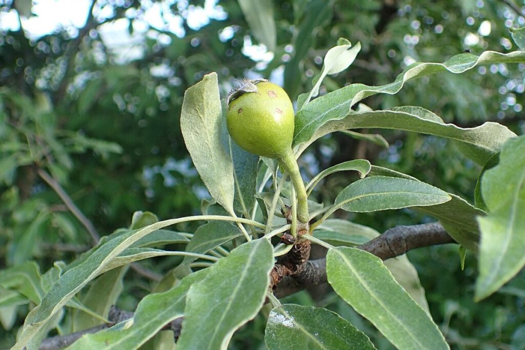 Weidenblättrige Birne (Pyrus salicifolia) — Pflanzenfoto