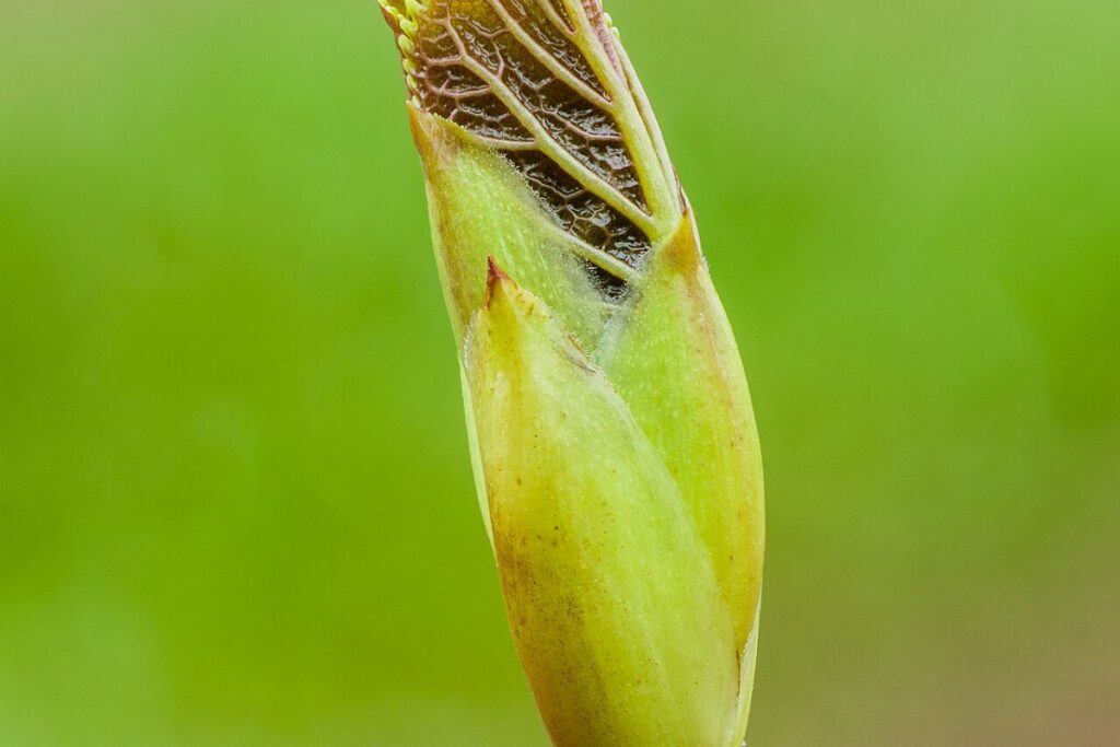 Weinblättrige Hortensie (Hydrangea petiolaris) — Pflanzenfoto