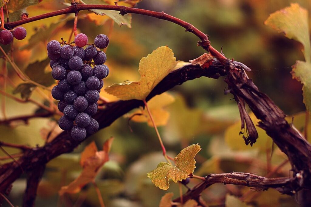 Weinrebe (Vitis vinifera) — Pflanzenfoto