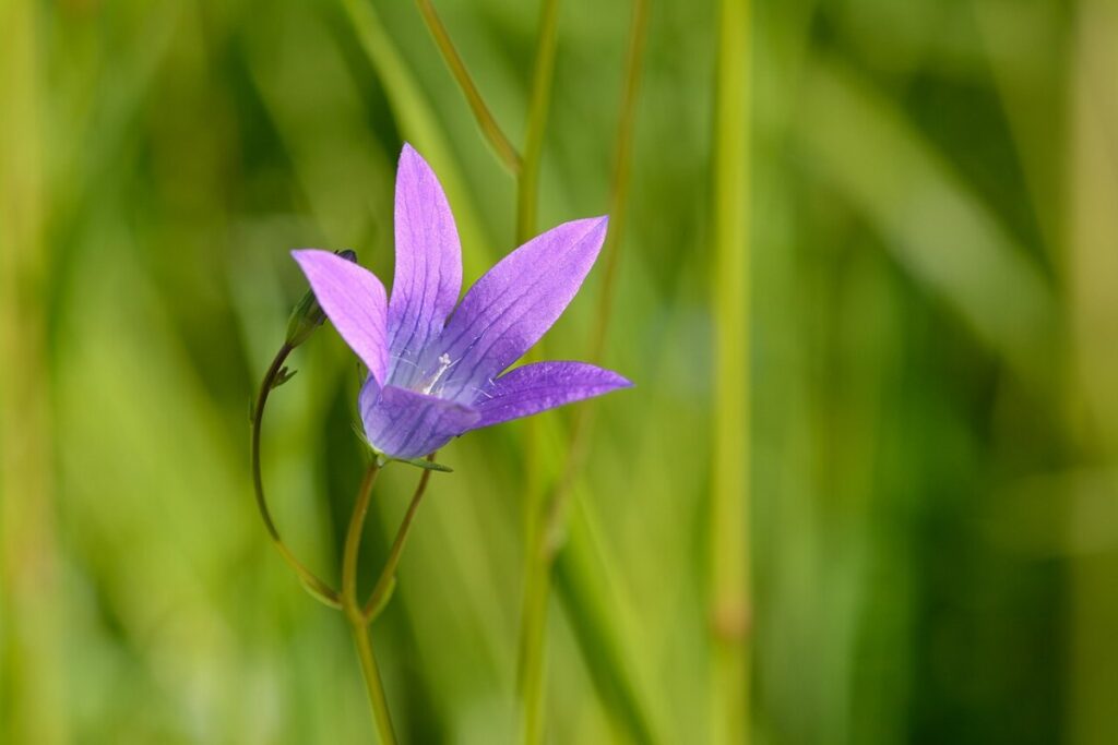 Wiesen-Glockenblume (Campanula patula) — Pflanzenfoto