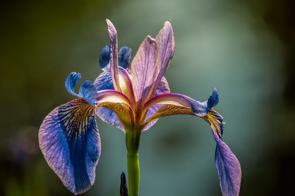 Wieseniris (Iris sibirica) — Pflanzenfoto