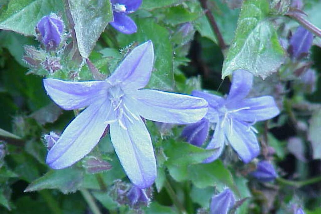 Zauberglöckchen (Campanula poscharskyana) — Pflanzenfoto