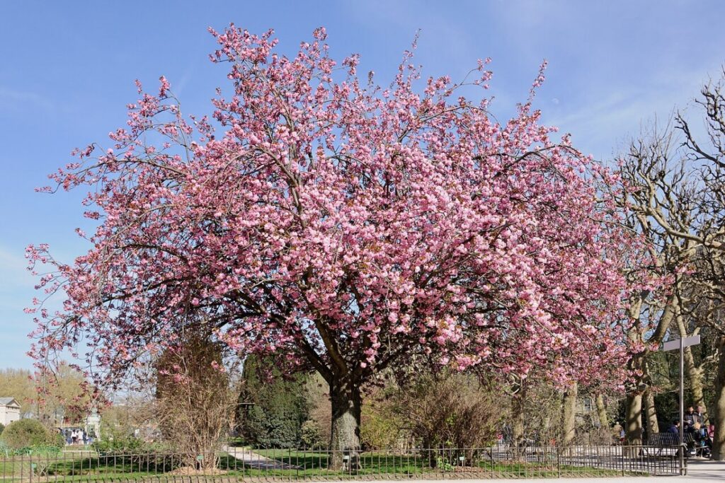 Zierkirsche (Prunus serrulata 'Kanzan') — Pflanzenfoto