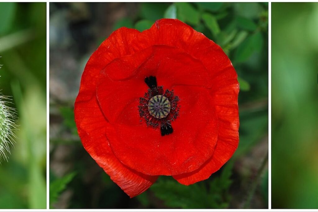 Ziermohn (Papaver rhoeas) — Pflanzenfoto