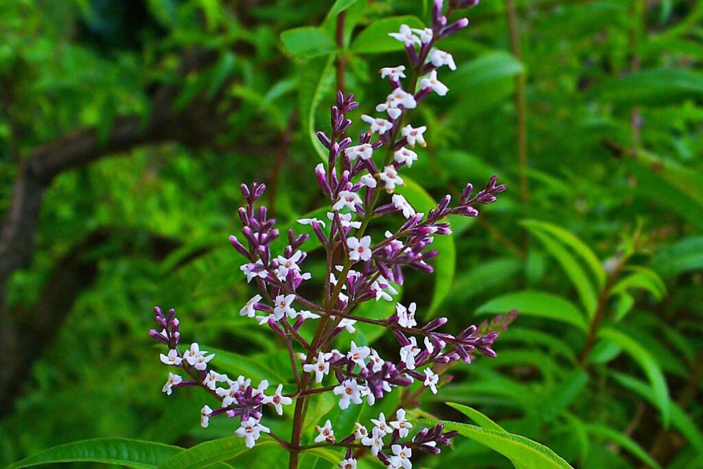 Zitronenverbene (Aloysia citrodora) — Pflanzenfoto