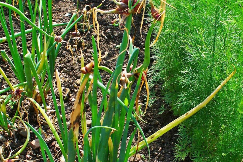 Zwiebel (Allium cepa) — Pflanzenfoto