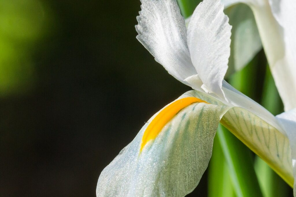 Zwiebeliris (Iris reticulata) — Pflanzenfoto